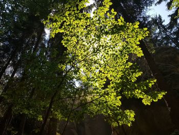 Low angle view of trees in forest against sky