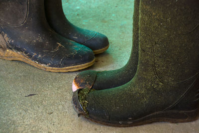 High angle view of crab on water