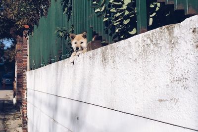 Portrait of dog