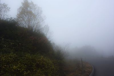 Road amidst trees against sky during foggy weather