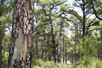 Trees growing in forest