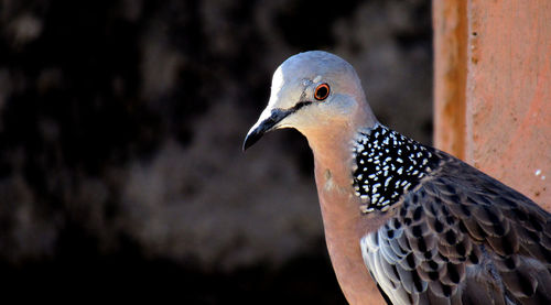 Close-up of a bird