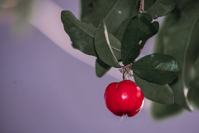 Close-up of red berries growing on plant