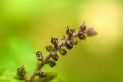 Close-up of plant