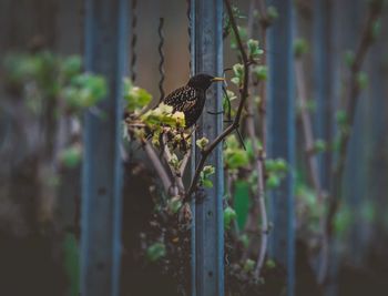 Bird on a fence