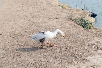 High angle view of seagull on land