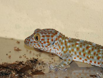 Close-up of lizard