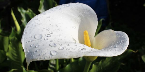 Close-up of water drops on rose leaf