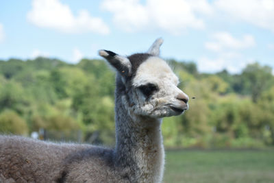 Close-up of a alpaca