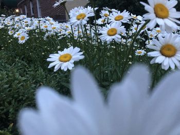 Close-up of white daisy flowers