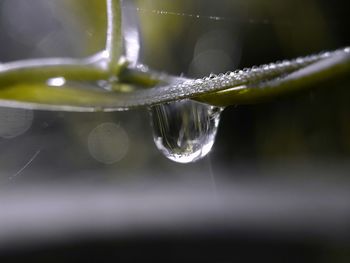 Close-up of water drop on leaf