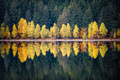 Autumn trees by lake in forest