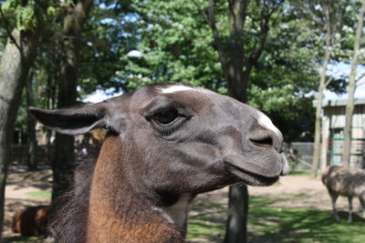 Close-up portrait of horse on field