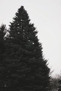 Low angle view of trees against sky