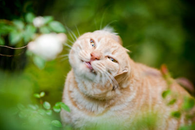 Close-up of a cat