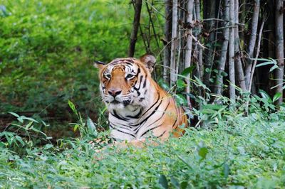 Tiger relaxing in bannerghatta national park