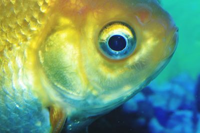 Close-up of fish swimming in aquarium