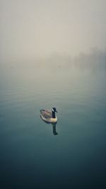 Goose swimming in lake during foggy weather