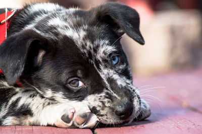 Close-up portrait of dog