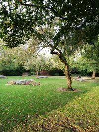Trees on field