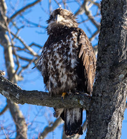 Low angle view of eagle perching on tree