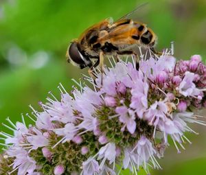 Close-up of bee pollinating on purple flower