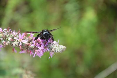 Bee on purple flower