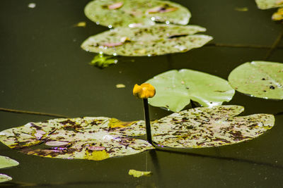 Close-up of flowers floating on water