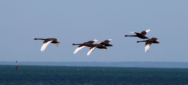 Black swans flying over sea against sky