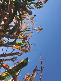 Low angle view of flowering tree against blue sky