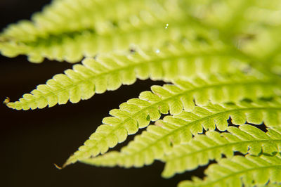 ferns and horsetails