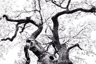 Low angle view of bare tree against sky