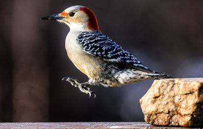 Woodpecker arrives on the backyard deck