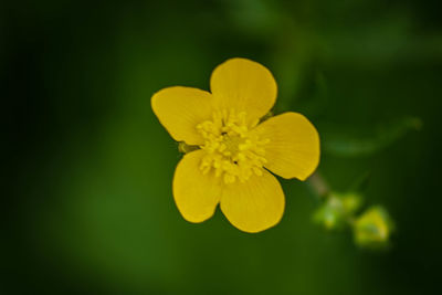 Close-up of yellow flower blooming outdoors