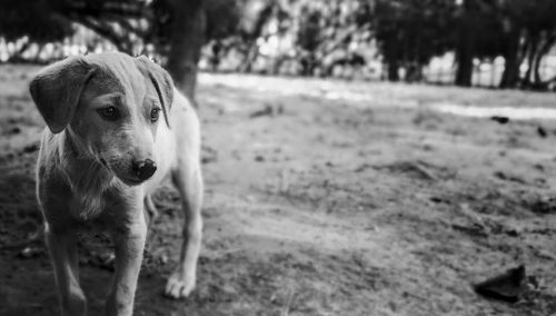 Close-up portrait of dog