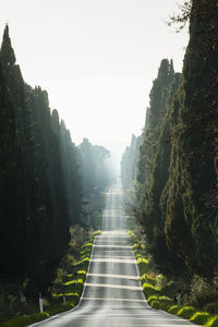 Viale dei cipressi - the avenue of cypress pines, from the village of bolgheri,  tuscany, italy