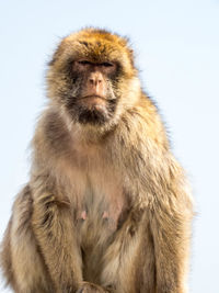 Close-up of monkey on snow against white background