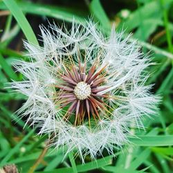 Close-up of dandelion blooming outdoors