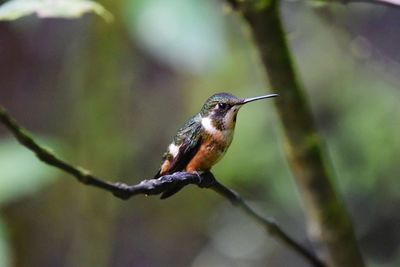 Hummingbird 