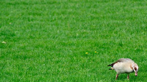 View of a bird on field