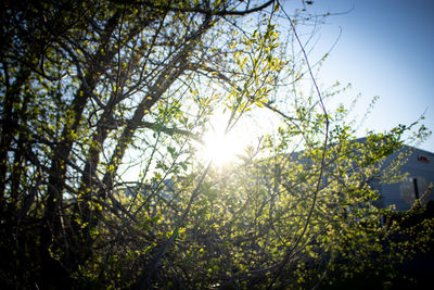 Low angle view of sunlight streaming through trees in forest