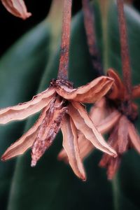 Close-up of wilted plant