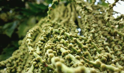 Nature theories- close-up bokeh of fresh green plants