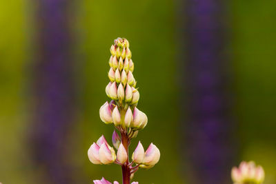 Close-up of purple flowering plant