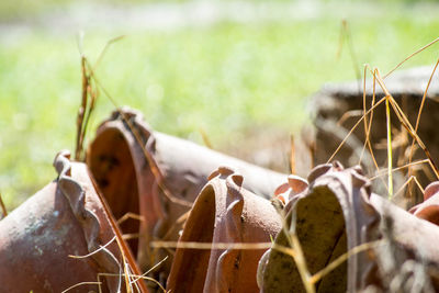 Close-up of dry leaves on field