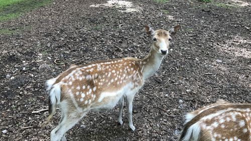 Portrait of deer standing on field