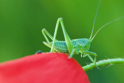 Close-up of insect on leaf