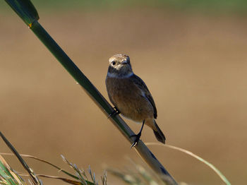 Close-up of bird perching on a branch