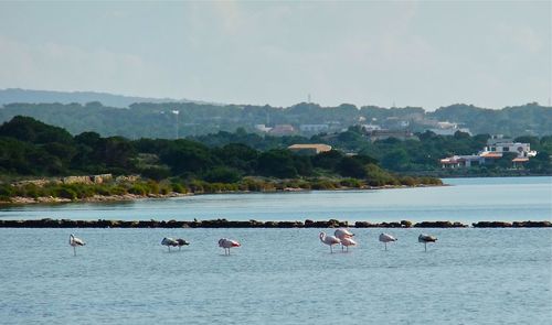 Flamingos. formentera. december 2011