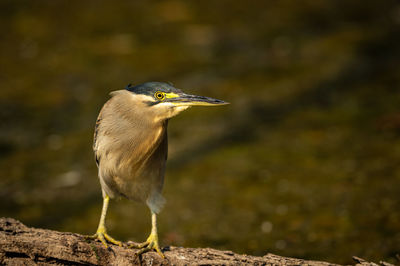 Close-up of bird perching